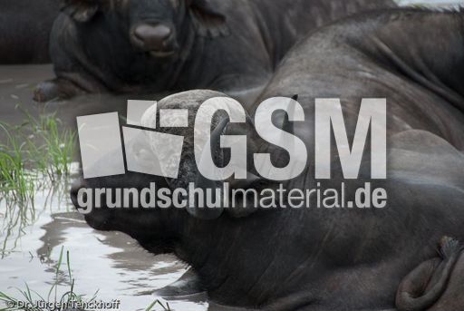 Afrikanischer Büffel (57 von 102).jpg